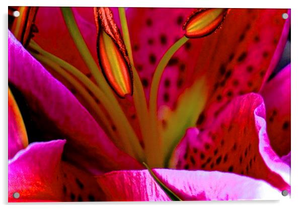 Pink Oriental Lily close up  Acrylic by Sue Bottomley