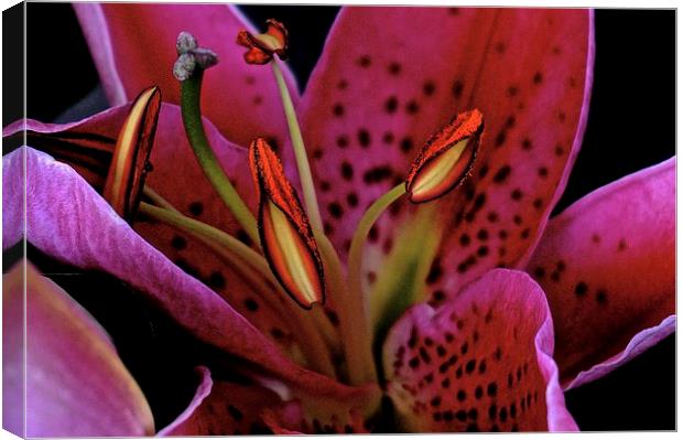 Oriental Pink Lily  Canvas Print by Sue Bottomley