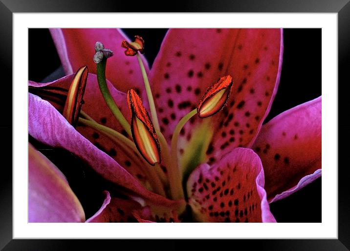 Oriental Pink Lily  Framed Mounted Print by Sue Bottomley