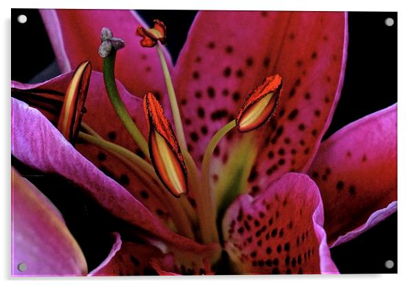 Oriental Pink Lily  Acrylic by Sue Bottomley