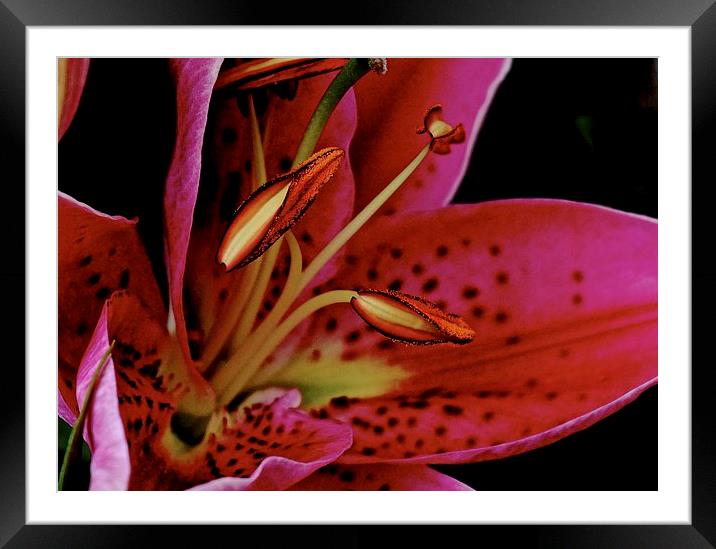 Close up of the Oriental Pink Lily  Framed Mounted Print by Sue Bottomley