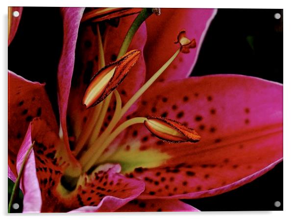 Close up of the Oriental Pink Lily  Acrylic by Sue Bottomley