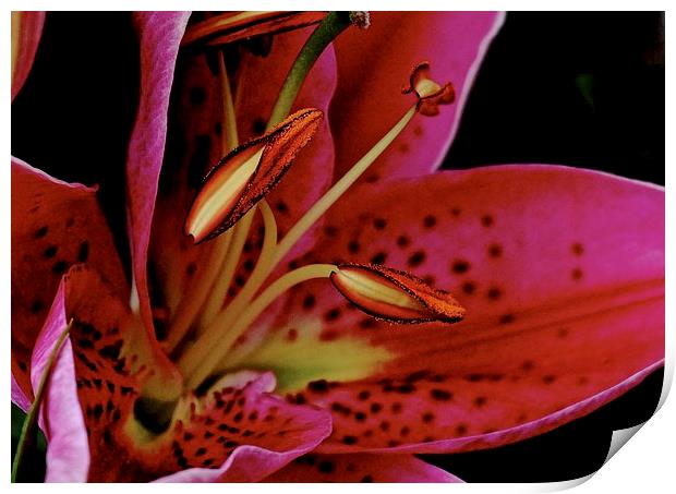 Close up of the Oriental Pink Lily  Print by Sue Bottomley