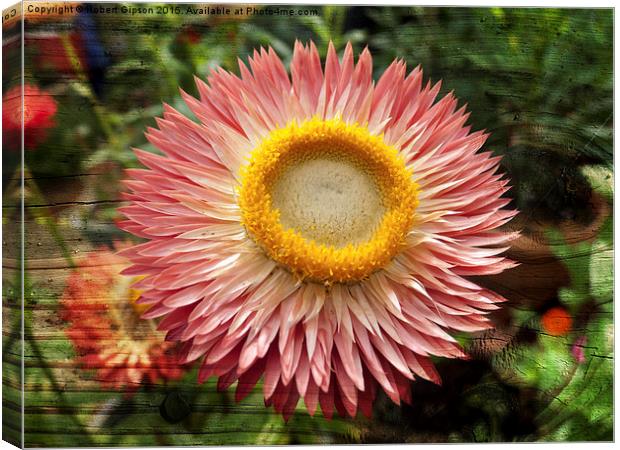  Pink flower on wood texture Canvas Print by Robert Gipson