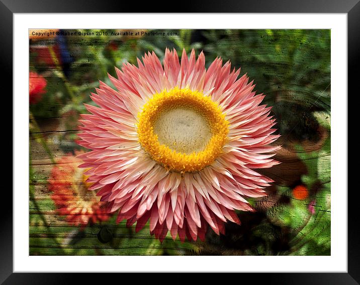  Pink flower on wood texture Framed Mounted Print by Robert Gipson