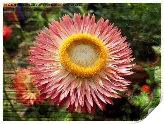  Pink flower on wood texture Print by Robert Gipson