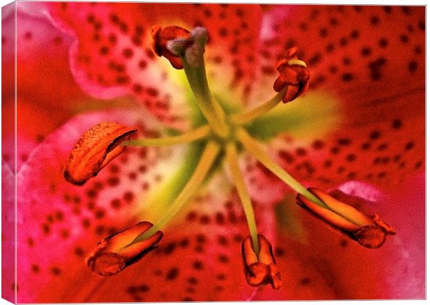 Inside A Oriental Pink Lily  Canvas Print by Sue Bottomley