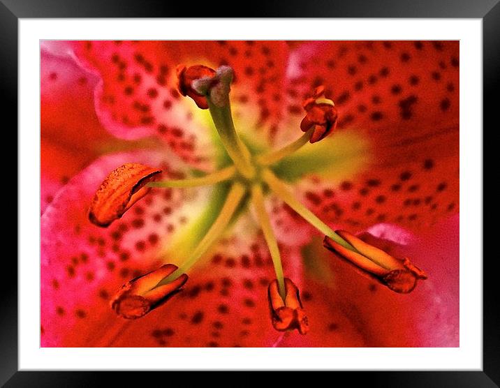 Inside A Oriental Pink Lily  Framed Mounted Print by Sue Bottomley