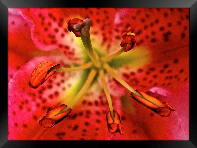 Inside A Oriental Pink Lily  Framed Print by Sue Bottomley