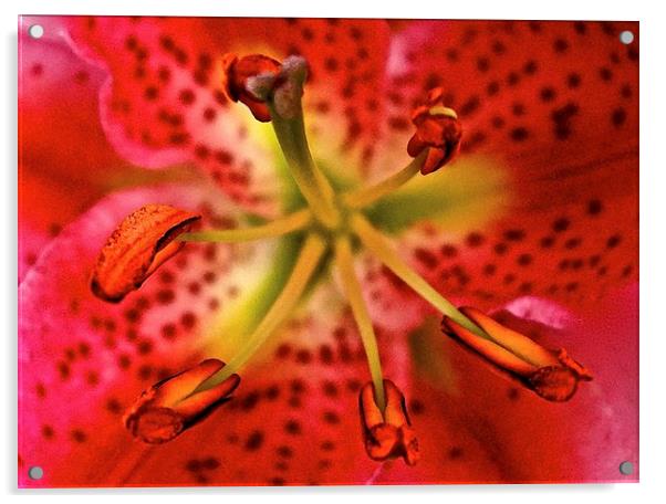 Inside A Oriental Pink Lily  Acrylic by Sue Bottomley