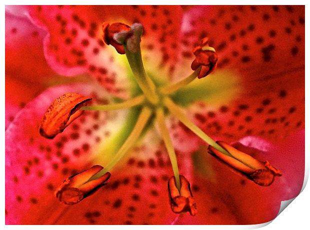 Inside A Oriental Pink Lily  Print by Sue Bottomley