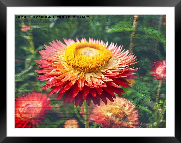 Helicrysum Flower on textured wood Framed Mounted Print by Robert Gipson