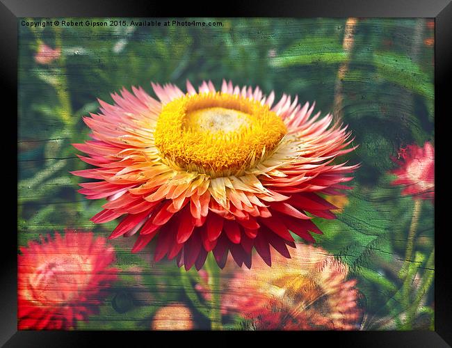 Helicrysum Flower on textured wood Framed Print by Robert Gipson