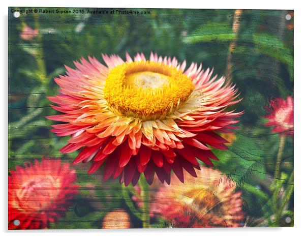 Helicrysum Flower on textured wood Acrylic by Robert Gipson