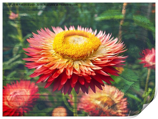 Helicrysum Flower on textured wood Print by Robert Gipson