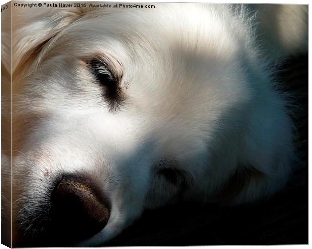  Let sleeping dogs lie Canvas Print by Paula Haver