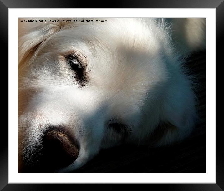  Let sleeping dogs lie Framed Mounted Print by Paula Haver