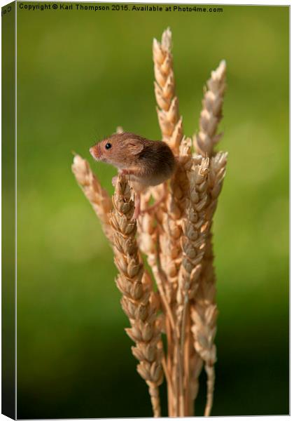  Harvest Mouse Canvas Print by Karl Thompson