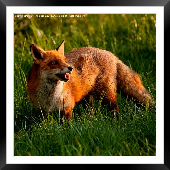  Red Fox Framed Mounted Print by Karl Thompson
