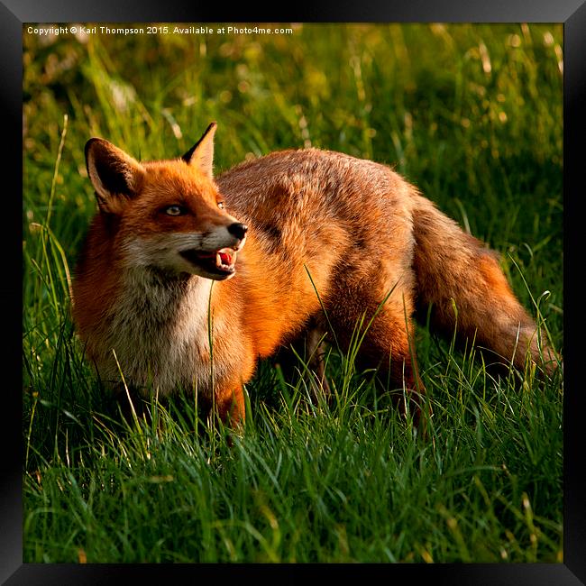  Red Fox Framed Print by Karl Thompson