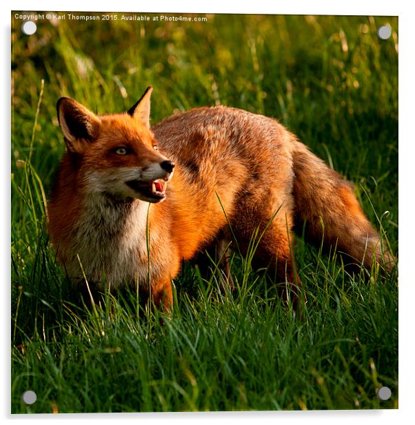  Red Fox Acrylic by Karl Thompson