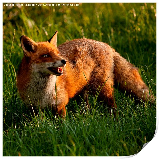  Red Fox Print by Karl Thompson