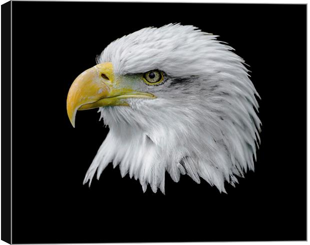  Bald Eagle Canvas Print by Andy Smith