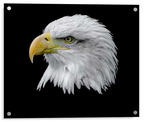  Bald Eagle Acrylic by Andy Smith