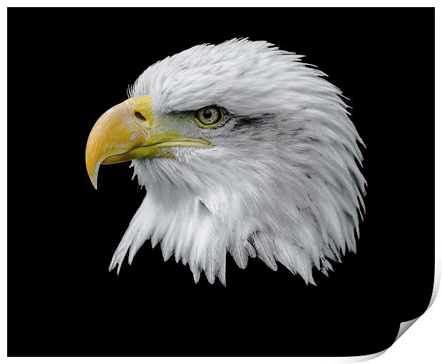  Bald Eagle Print by Andy Smith