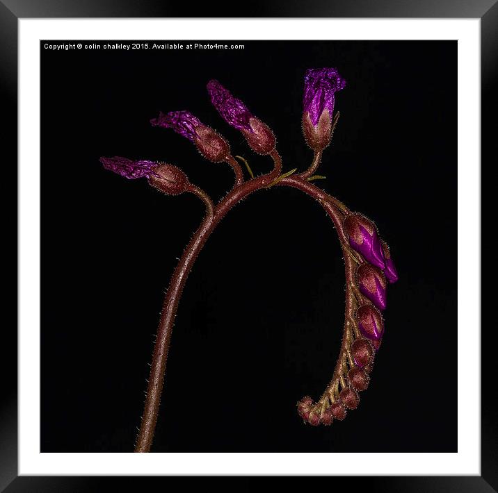  Cape Sundew Flowers Framed Mounted Print by colin chalkley
