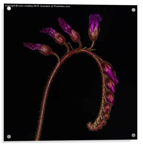  Cape Sundew Flowers Acrylic by colin chalkley