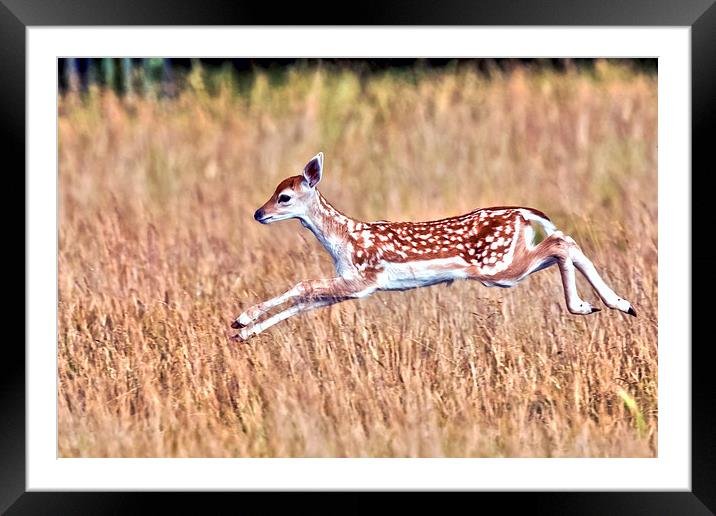  Frolicking Fallow Fawn Framed Mounted Print by John Vaughan