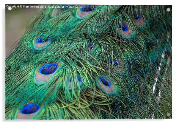  Shining peacock feathers Acrylic by Mark Gorton