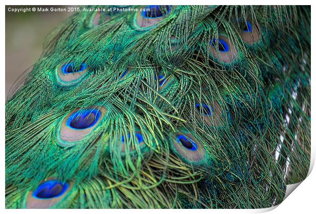  Shining peacock feathers Print by Mark Gorton