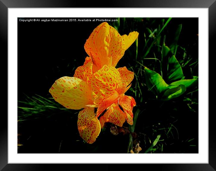 A macro shot of a nice flower 3, Framed Mounted Print by Ali asghar Mazinanian