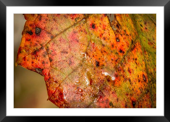  Autumn colour Framed Mounted Print by Gary Schulze