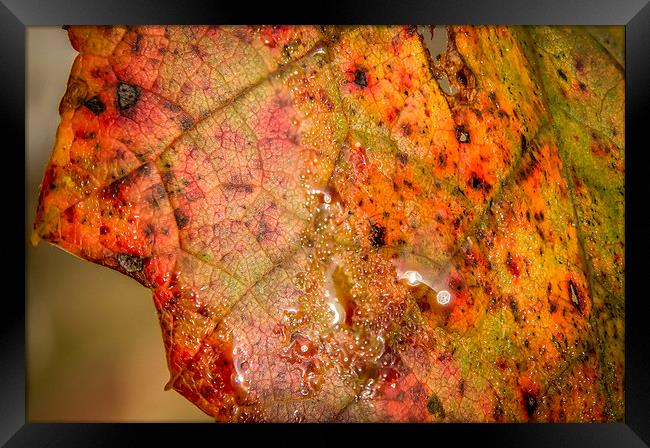  Autumn colour Framed Print by Gary Schulze