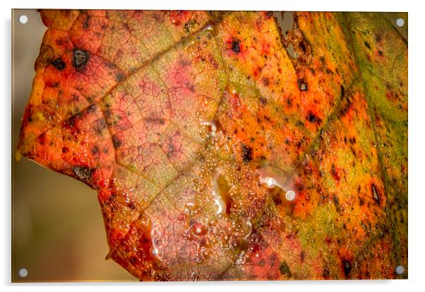  Autumn colour Acrylic by Gary Schulze