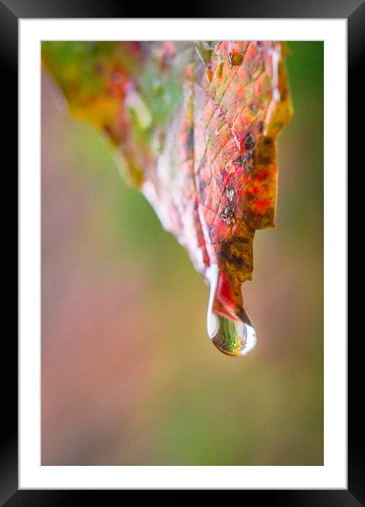  Droplet Framed Mounted Print by Gary Schulze