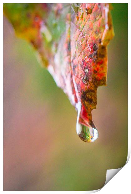  Droplet Print by Gary Schulze