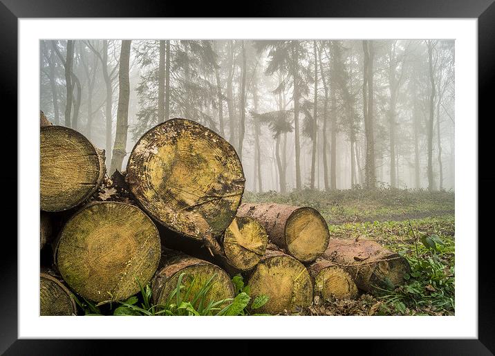  Misty woods Framed Mounted Print by Gary Schulze
