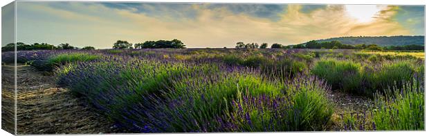  Lavender field Canvas Print by Gary Schulze