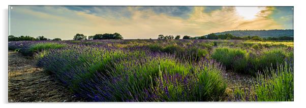  Lavender field Acrylic by Gary Schulze
