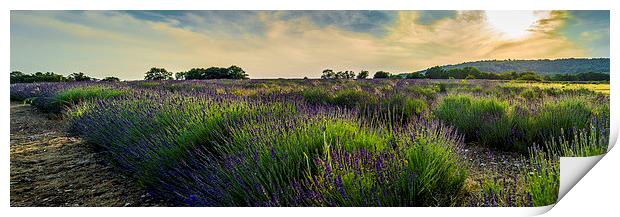  Lavender field Print by Gary Schulze