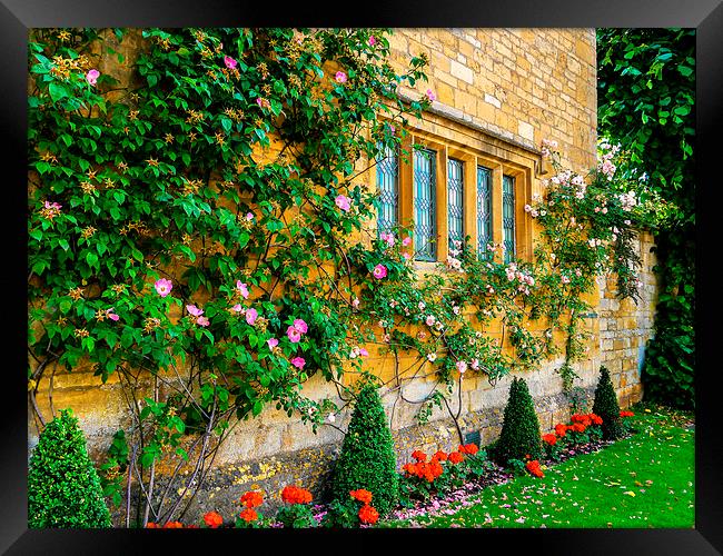  Climbing Roses, Flowers & Architecture. Framed Print by Jason Williams