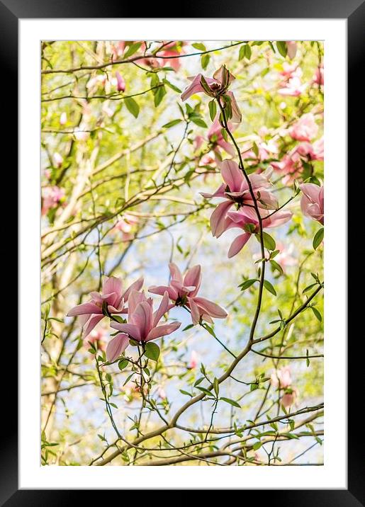  Pretty in pink Framed Mounted Print by Gary Schulze