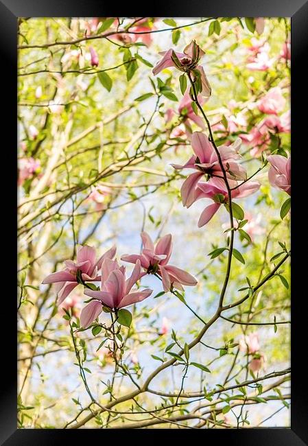  Pretty in pink Framed Print by Gary Schulze