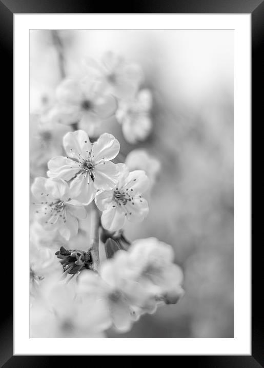 Cherry blossoms Framed Mounted Print by Gary Schulze