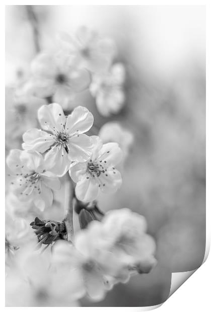  Cherry blossoms Print by Gary Schulze