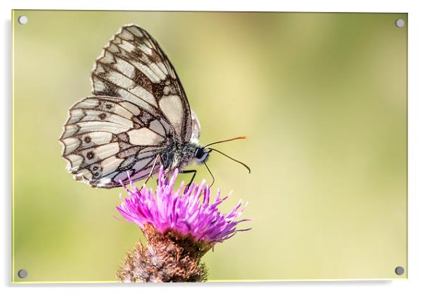  Marbled White Butterfly Acrylic by Ian Hufton